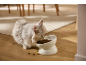 Graue Katze frisst Trockenfutter aus einem erhöhten weißen Keramiknapf.