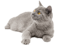 Graue Katze mit gelben Augen liegt auf weißem Hintergrund.