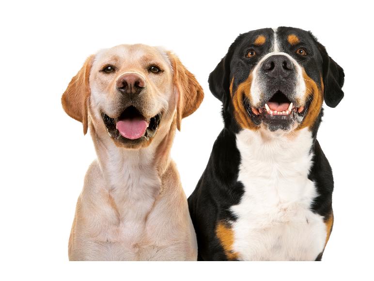 Zwei Hunde, ein Golden Retriever und ein Berner Sennenhund, lächeln in die Kamera.