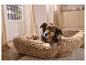 Hund liegt in beigem blumenförmigem Hundebett in hellem Raum.
