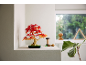 Ein leuchtend rot-oranger künstlicher Bonsai-Baum auf einem Regal, mit einem Fenster im Hintergrund.