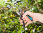 Eine Hand, die eine Gartenschere von Gardena verwendet, um Äste eines Baumes zu beschneiden.