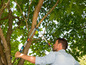 Ein Mann beschneidet einen Baum mit einer Gardena-Astschere.
