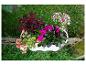 Weißer Blumenkasten mit rosa Begonien, fuchsiafarbenen Impatiens und dunkelrotem Coleus.