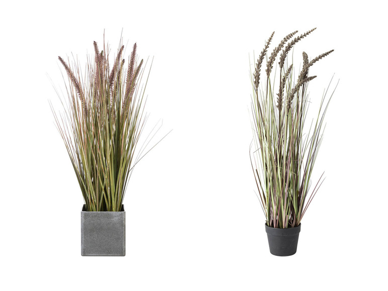 Gehe zu Vollbildansicht: Pureday Kunstpflanze »Ziergras/Borstenhirse«, für den Indoor-Einsatz - Bild 1