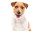 Porträt eines lächelnden Jack Russell Terriers.