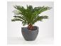 Cycas revoluta in modernem, grauem Topf.