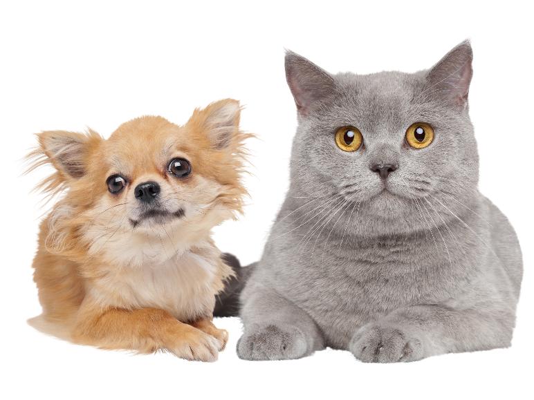 Hund und Katze liegen zusammen auf weißem Hintergrund.