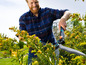 Ein Mann beschneidet eine Hecke mit einer Gardena Heckenschere.