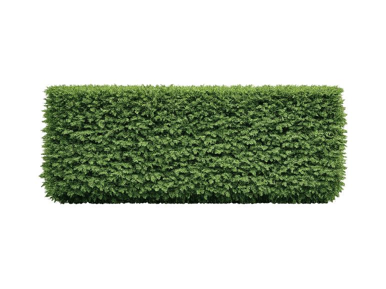 Dichte, geschnittene grüne Hecke, ideal für Garten oder Landschaftsgestaltung.
