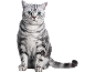 Graue getigerte Katze mit grünen Augen sitzt und schaut nach vorne.
