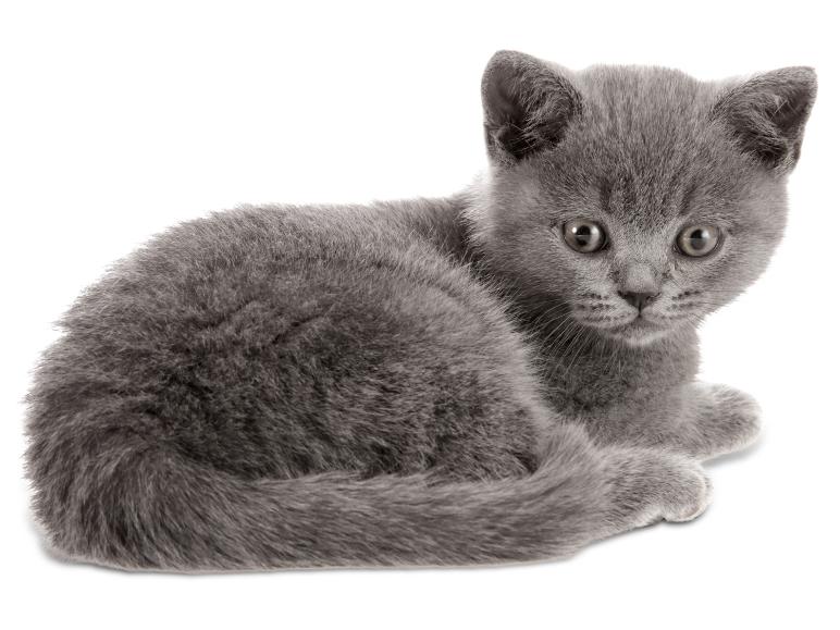 Ein süßes graues Kätzchen liegt da und schaut nach vorne.