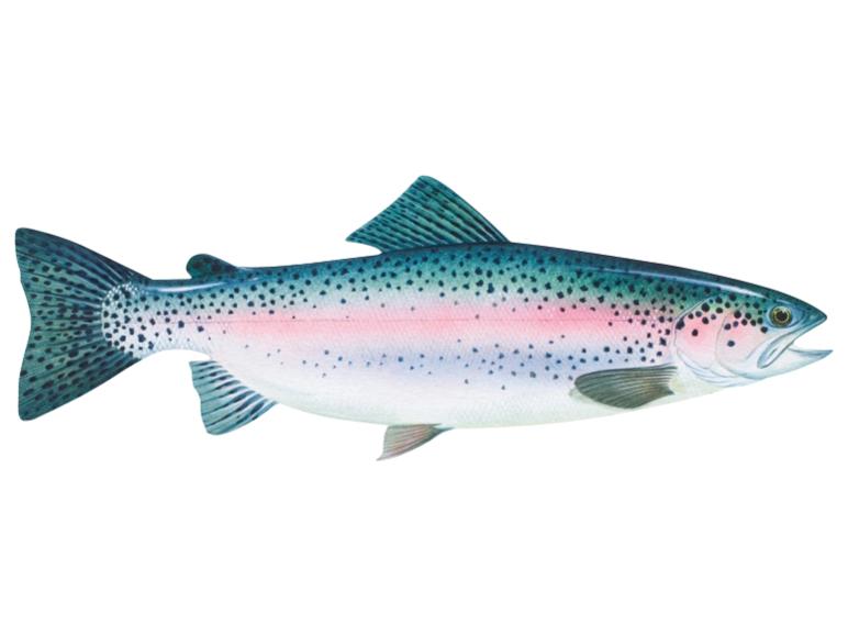 Illustration einer Regenbogenforelle.