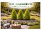 3 Thuja Brabant Pflanzen in einem Garten mit Sitzbereich.