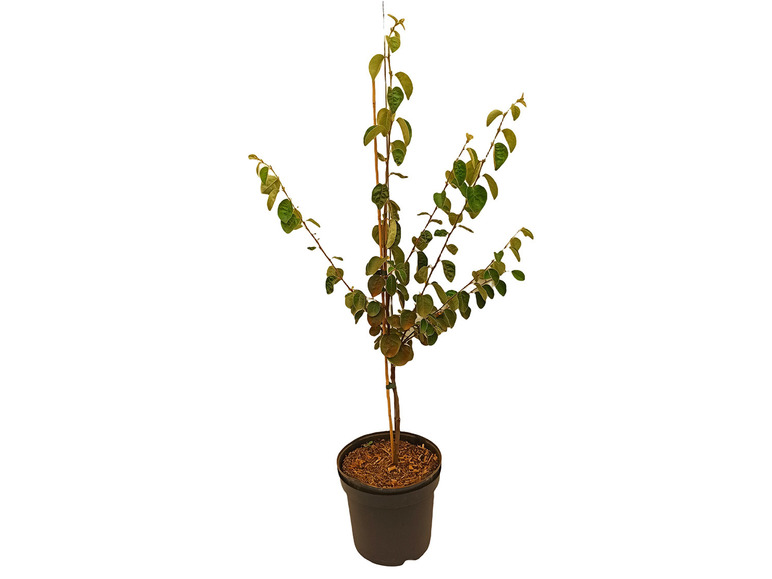 Ein junger Baum mit grünen Blättern in einem schwarzen Topf.