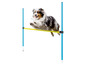 Ein Australian Shepherd springt über ein gelbes Agility-Hindernis.