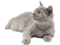 Graue Katze mit gelben Augen liegt und schaut nach oben.