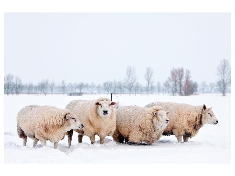 Vier dickwollige Schafe stehen im Schnee, mit Bäumen im Hintergrund.