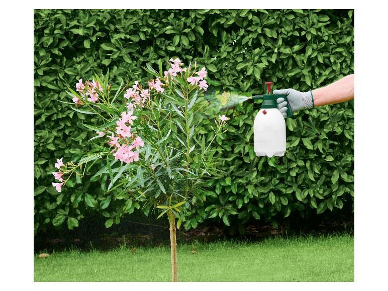 Hand in Handschuh besprüht eine blühende Oleanderpflanze mit einer Gartenspritze.