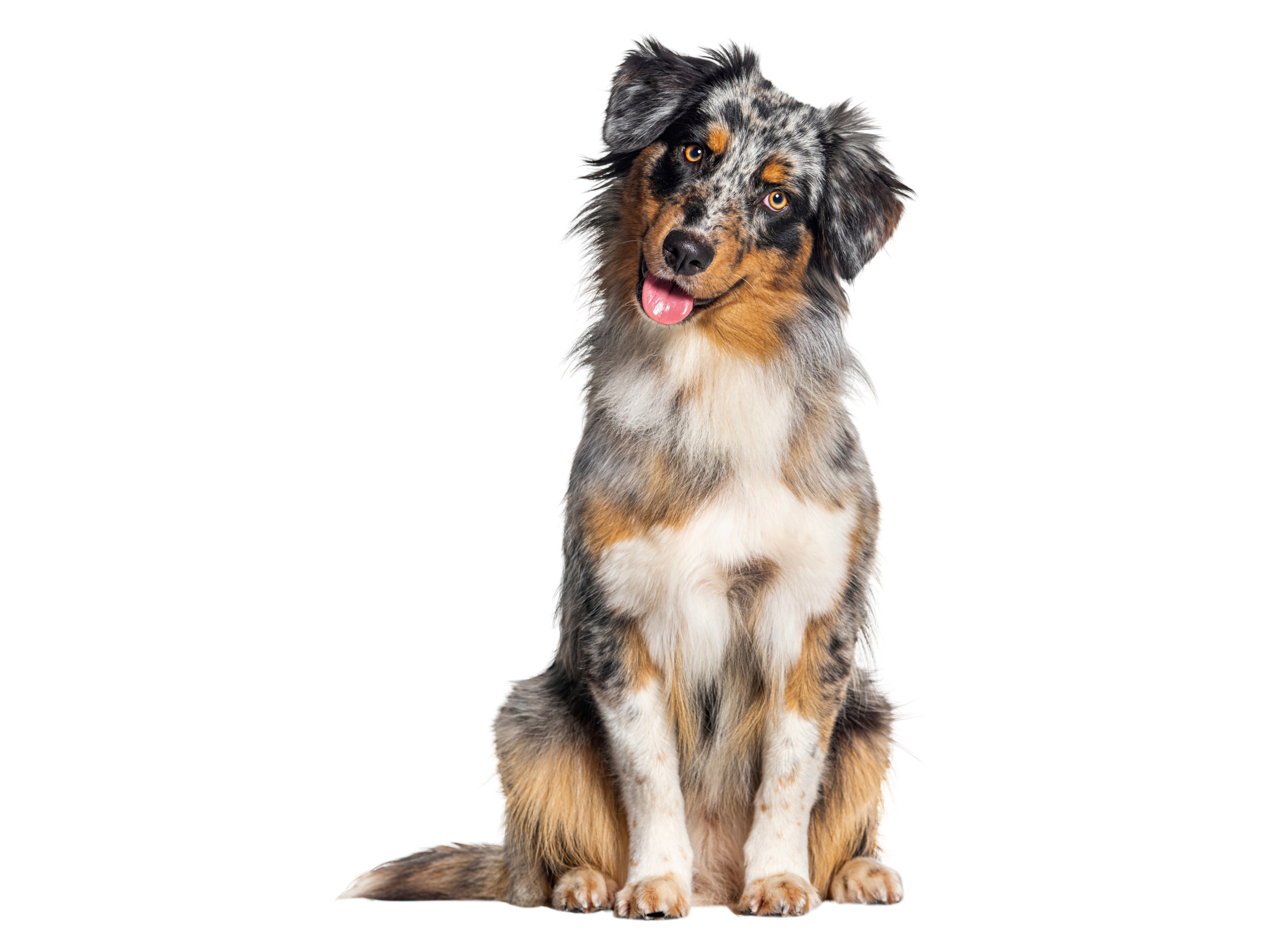 Thumbnail - zoofari® Hundegeschirr, mit reflektierenden Deko-Elementen (Schwarz, M)