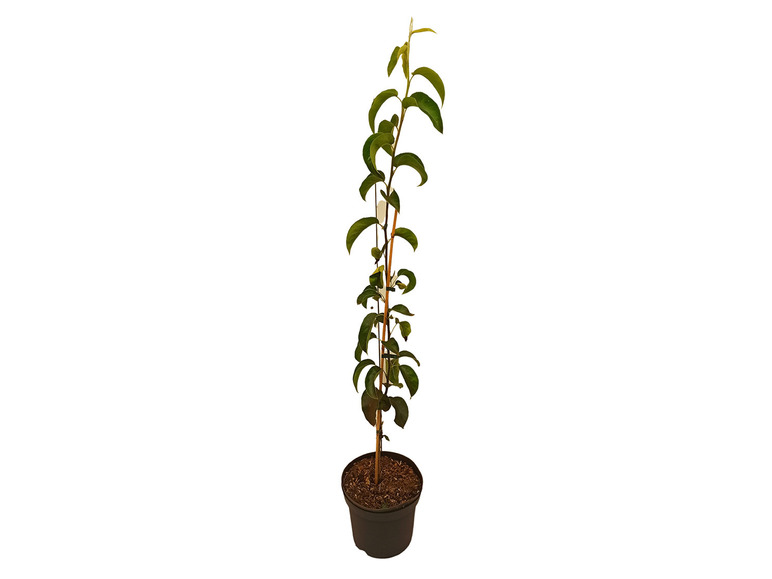 Gehe zu Vollbildansicht: Nashi Birne-Säule, 3-jährig, 1 Pflanze, 5 Liter Container, 4 m Wuchshöhe - Bild 1