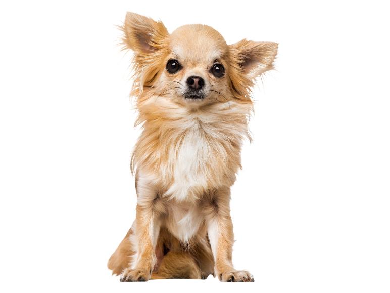 Ein beigefarbener Chihuahua sitzt und schaut in die Kamera.