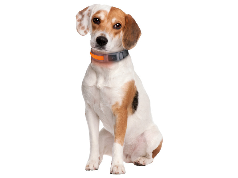 Gehe zu Vollbildansicht: zoofari® LED-Hundeleuchtband, mit wiederaufladbarem Akku - Bild 6