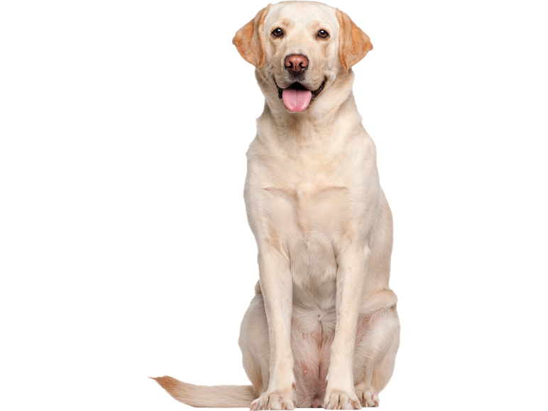 Gelber Labrador Retriever sitzt mit heraushängender Zunge, lächelnd.