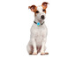 Ein Jack Russell Terrier mit einem blauen Tracker am Halsband.