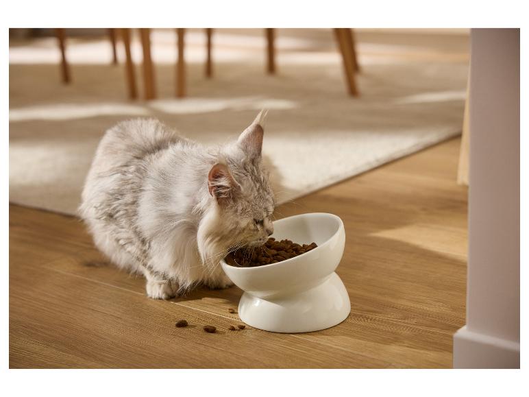 Silberne Katze beugt sich über einen weißen Napf mit Trockenfutter auf Holzboden.