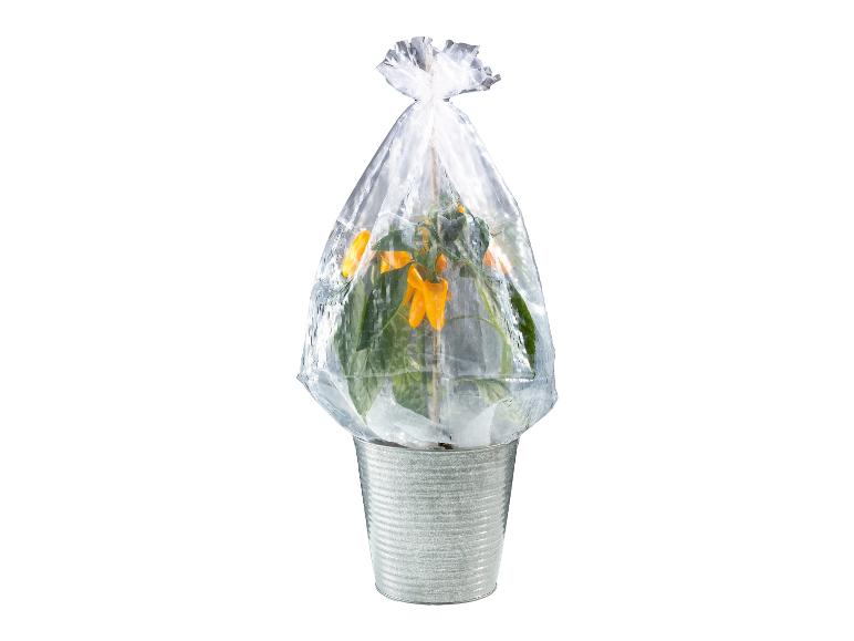 Eine Pflanze mit gelben Blüten in einem Metalltopf, verpackt in Plastik.