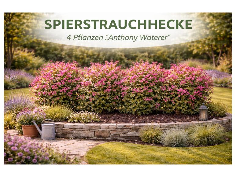 Spierstrauchhecke 'Anthony Waterer' mit rosa Blüten in einem Gartenbeet mit Steinmauer.