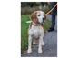 Ein Beagle mit einem orangefarbenen Halsband an der Leine, schaut nach rechts.