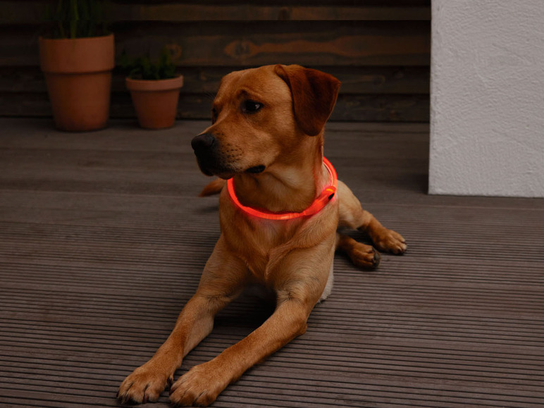 Gehe zu Vollbildansicht: Zoofari LED Hundehalsband / Hundeleuchtband mit USB-Anschluss - Bild 4