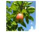 Ein rot-grüner Apfel hängt an einem Ast mit grünen Blättern vor blauem Himmel.