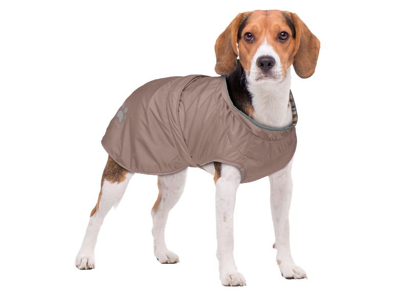 Beagle-Hund in einer braunen Hundejacke, stehend und geradeaus blickend.
