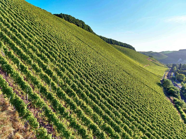 Üppiger grüner Weinberg an einem Hang mit klarem blauem Himmel und Bahngleisen im Tal.