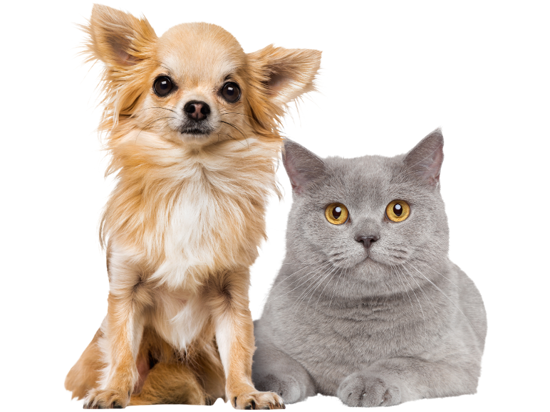 Ein langhaariger Chihuahua und eine kurzhaarige graue Katze schauen nach vorne.