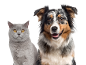 Eine Katze und ein Hund schauen in die Kamera vor weißem Hintergrund.