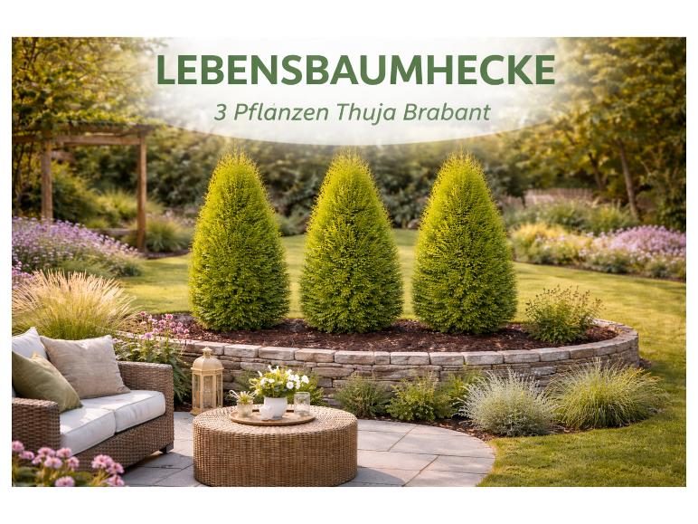 3 Thuja Brabant Pflanzen in einem Garten mit Sitzbereich.