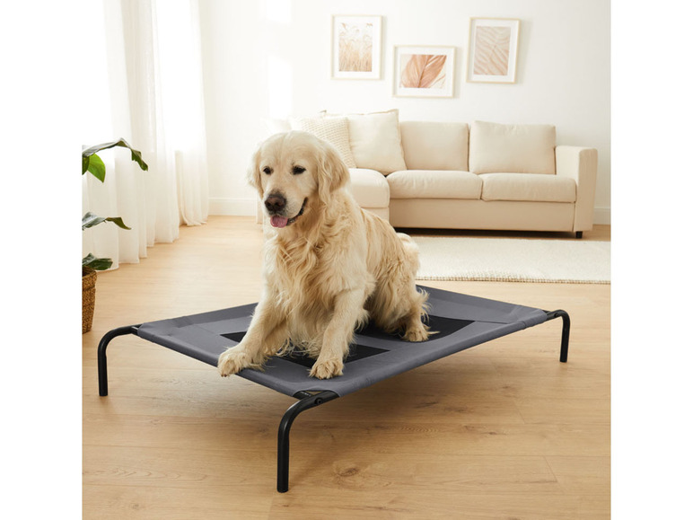 Ein Hund auf einem grauen Hundebett mit Metallgestell