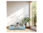 Hellblaues Hundebett und Zwergschnauzer in modernem Ambiente.