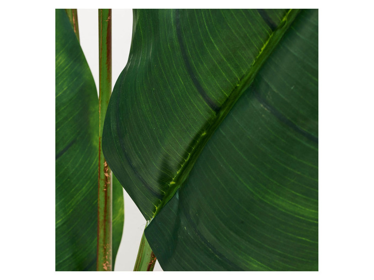 Gehe zu Vollbildansicht: Pureday Kunstpflanze »Traveller Palme«, aus pflegeleichtem Kunststoff - Bild 3