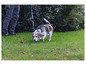Ein Beagle auf einer Wiese, an der Leine.
