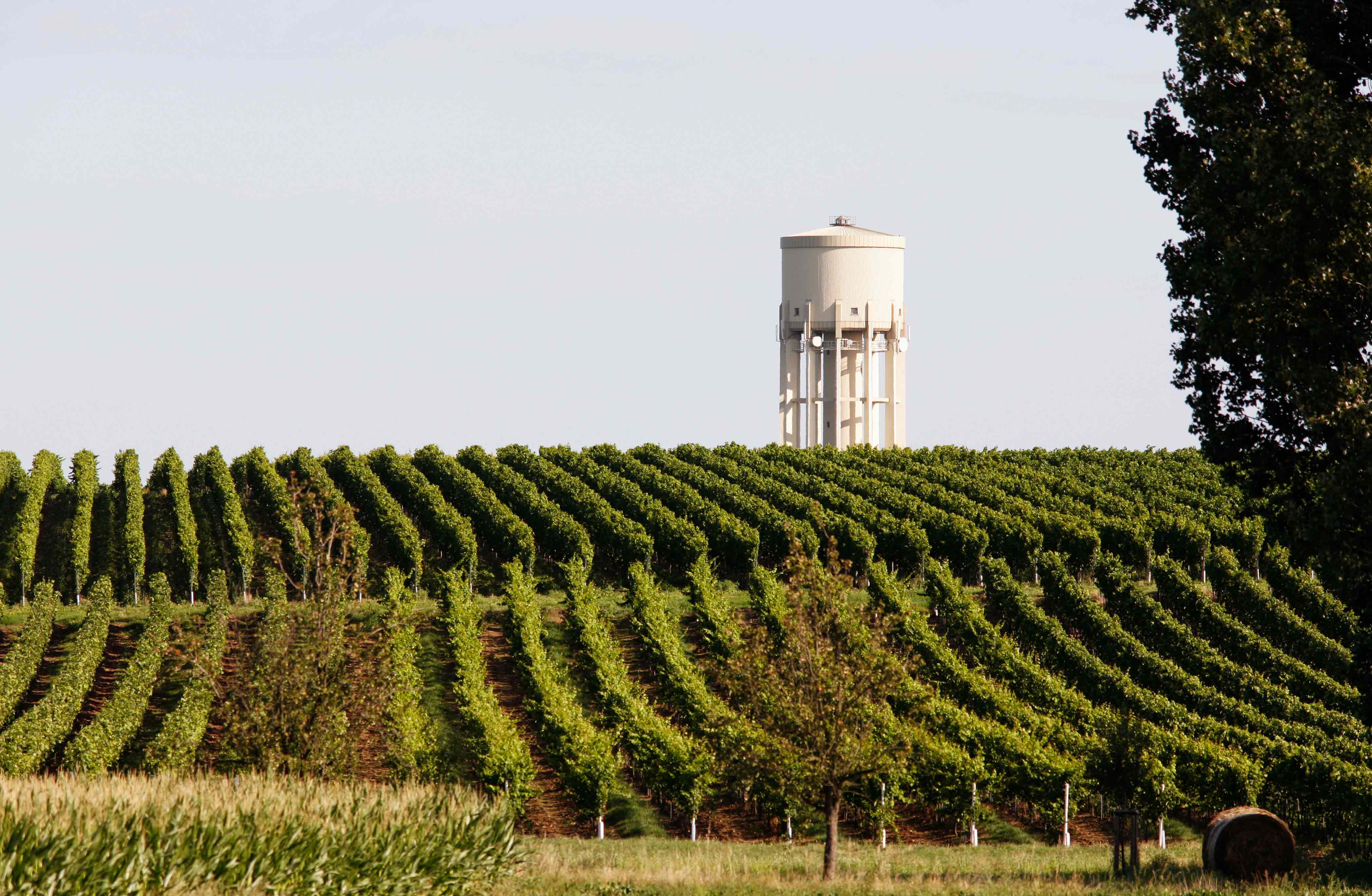 Wein Weißwein by Nett trocken, QbA Sauvignon 2021 Blanc