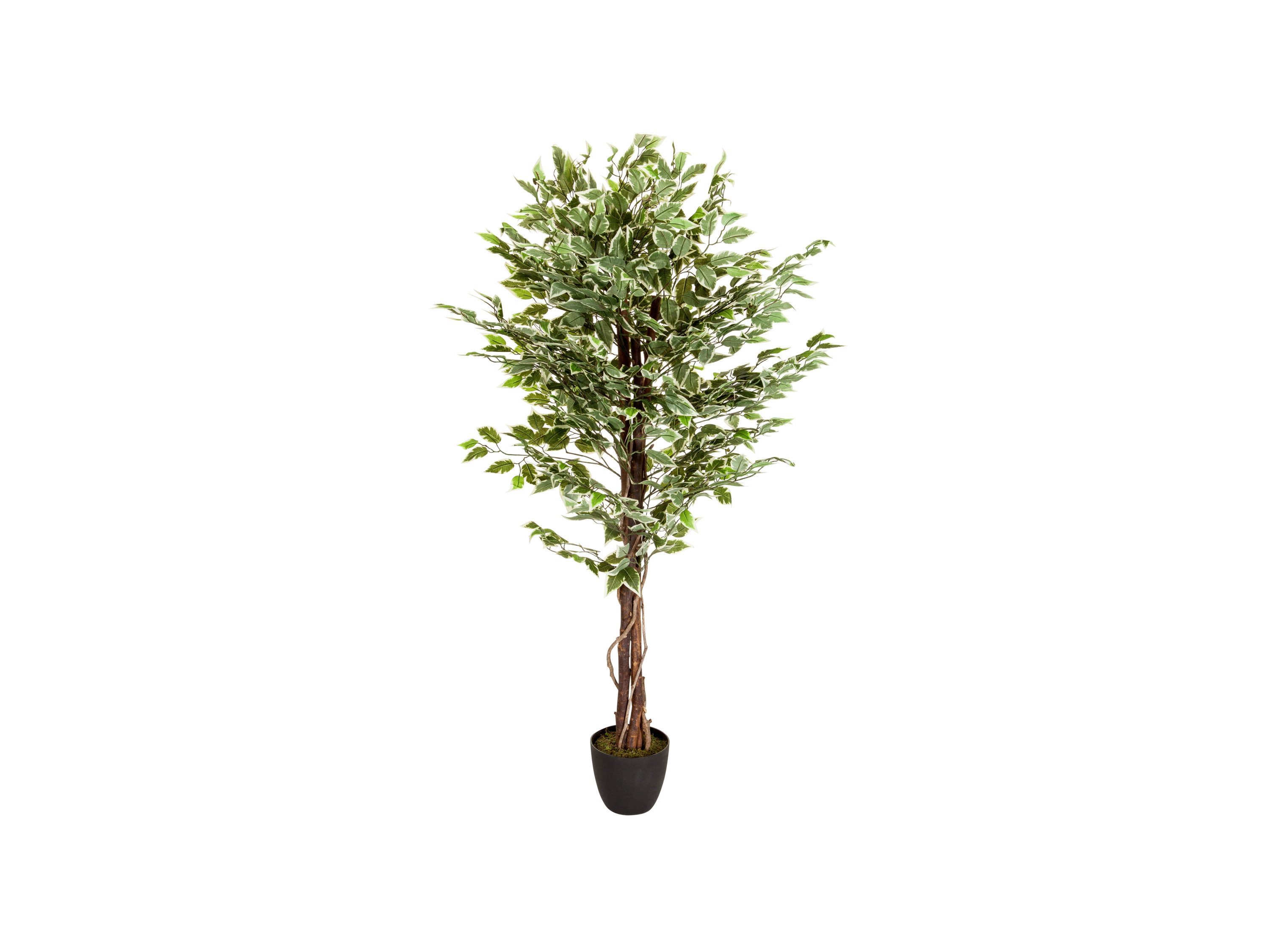 HJH OFFICE Kunstpflanze / Kunstbaum FICUS Kunststoff""