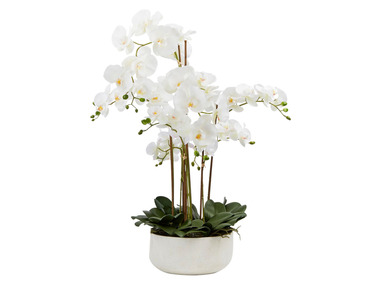 Pureday Kunstpflanze »Orchideentopf«, mit prächtigen Blüten