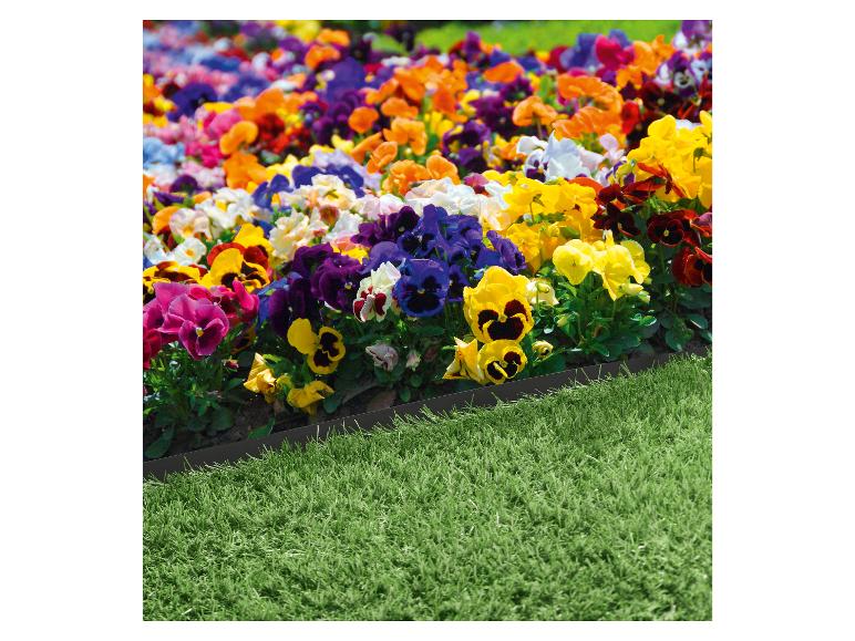 Ein Beet mit bunten Stiefmütterchen und einem schwarzen Rand, darunter grünes Gras.