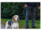 Ein Beagle an der Leine, fotografiert in einem Park.