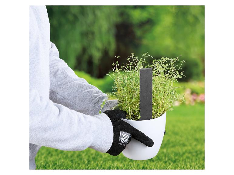 Kräuterpflanze im Topf mit Etikett.